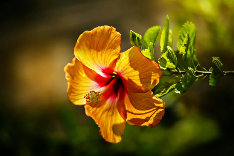 a single flower that is blooming next to a tree