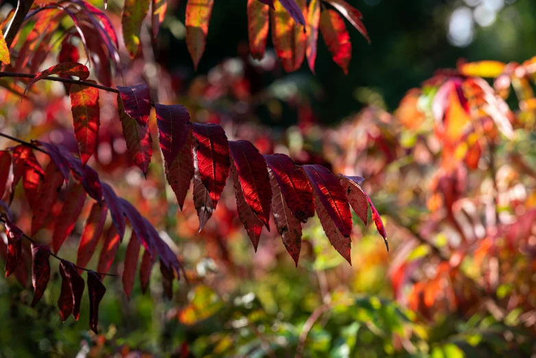 the leaves on the tree are red in color