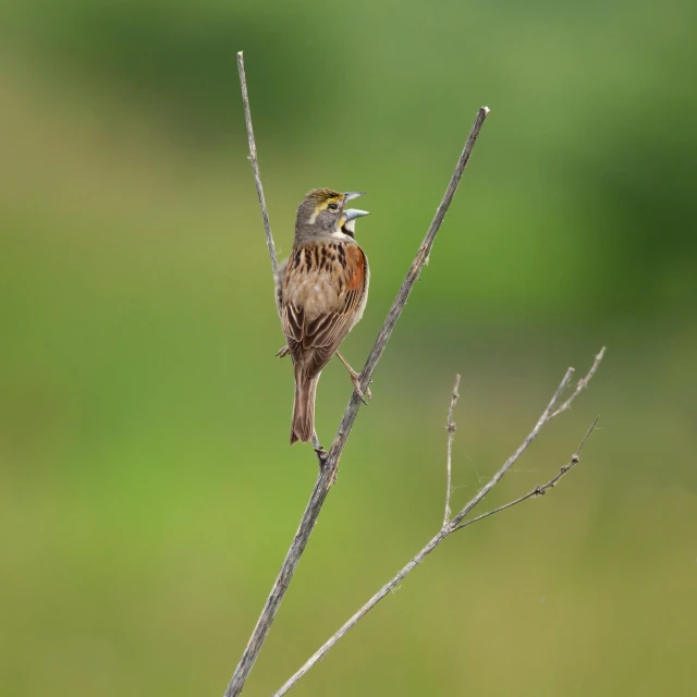 a bird perched on top of a dry tree nch