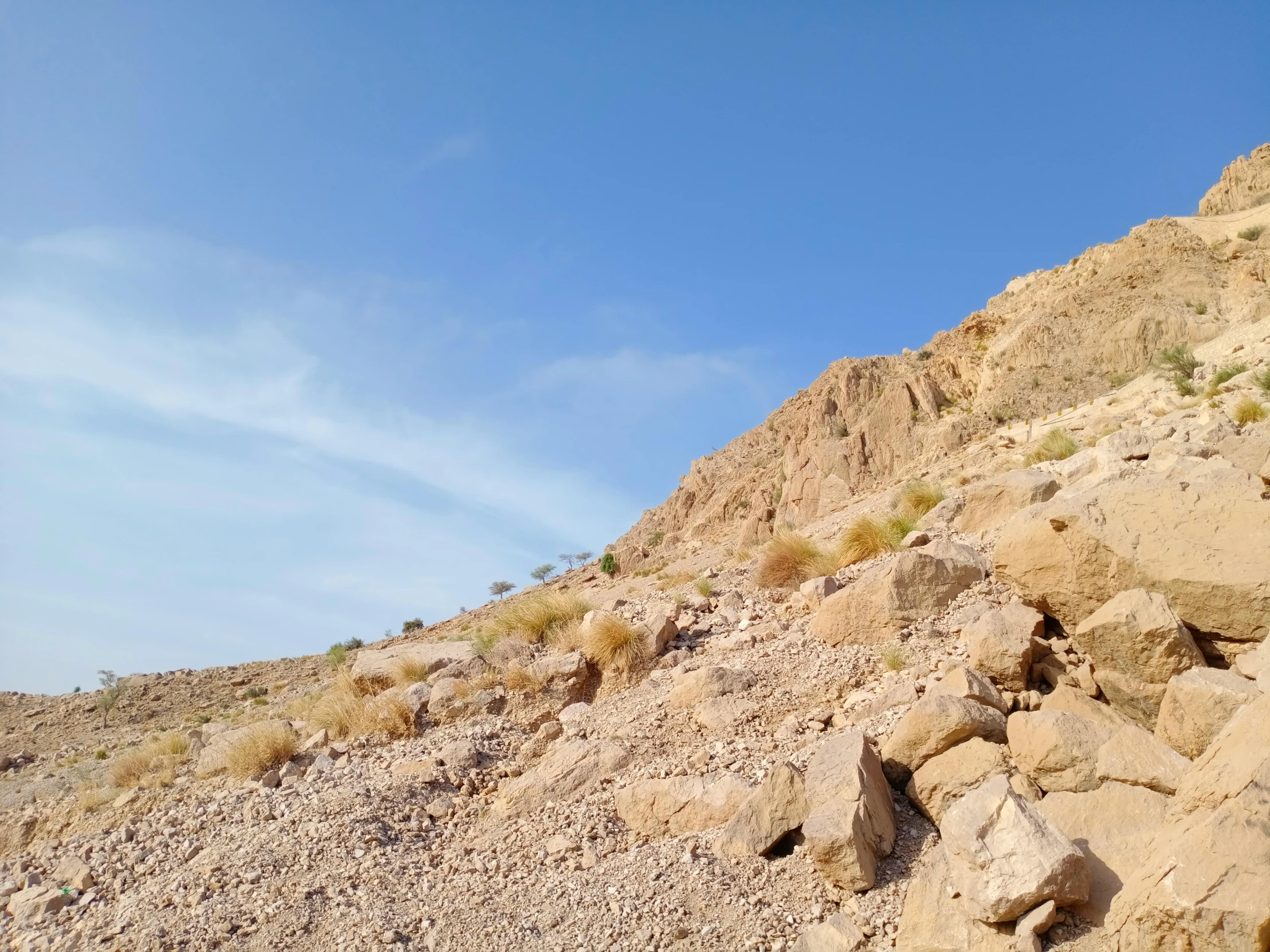 a red rock hillside has a small cactus in it