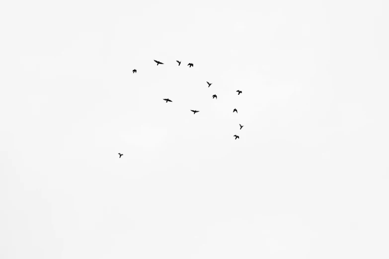 a flock of birds flying through a white sky