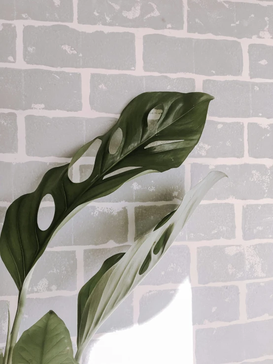 a leaf against a white brick wall