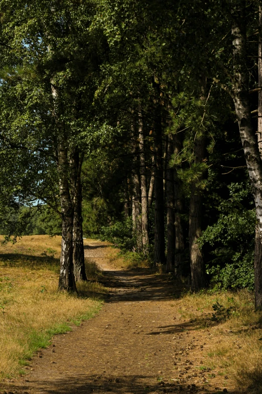 a trail is going through a grassy area near the woods