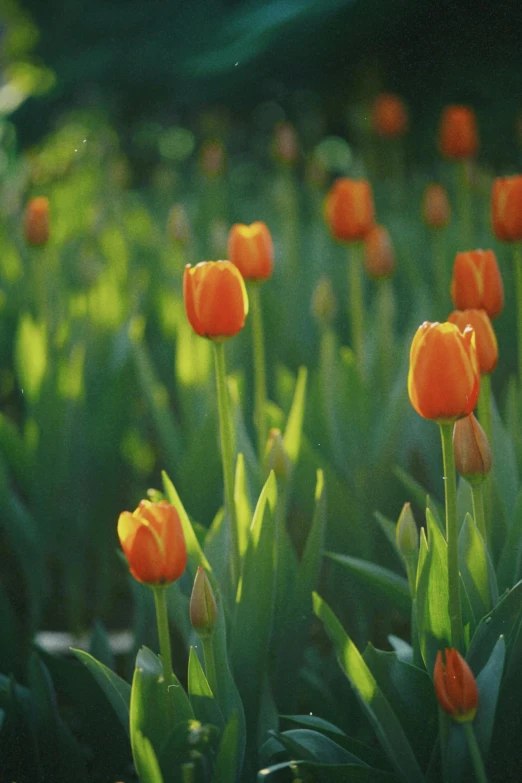 some orange tulips in the middle of some grass