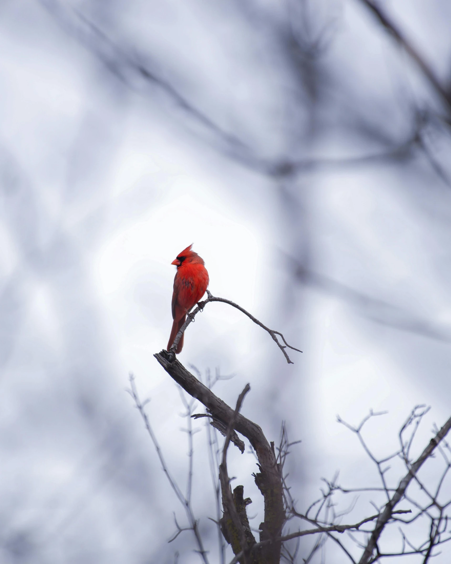 a red bird is sitting on the limb of a tree