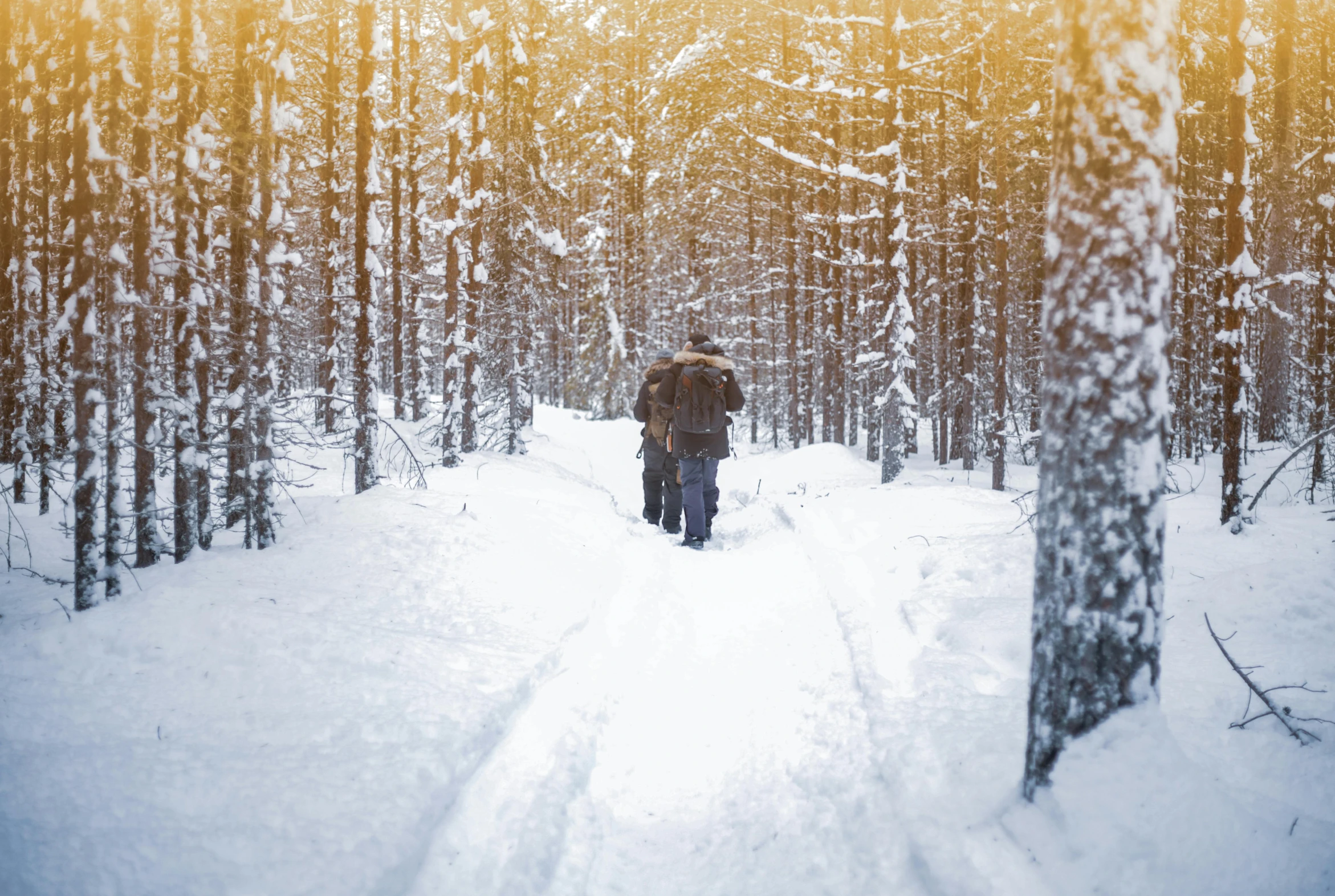 person walking in the snow through the trees