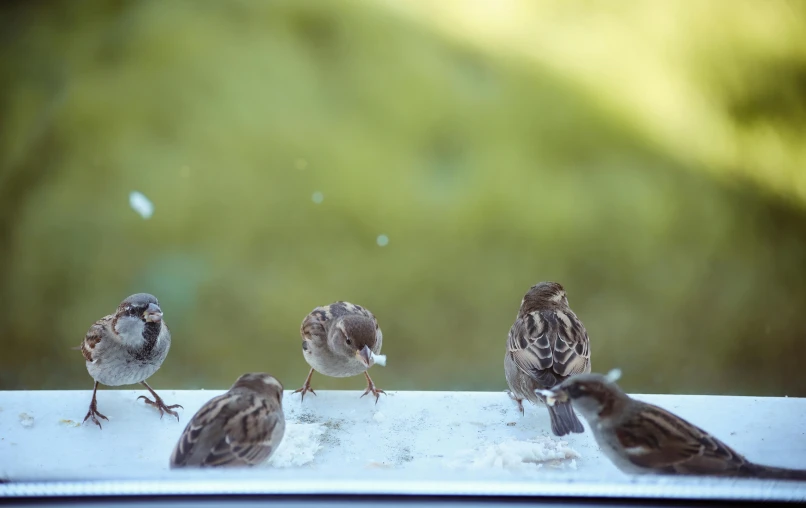 four birds standing next to each other near a window