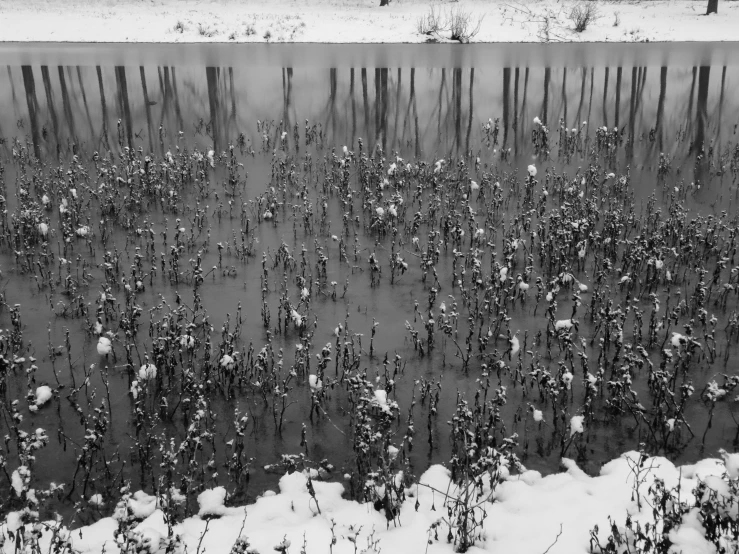 a snowy river bank with many plants and snow