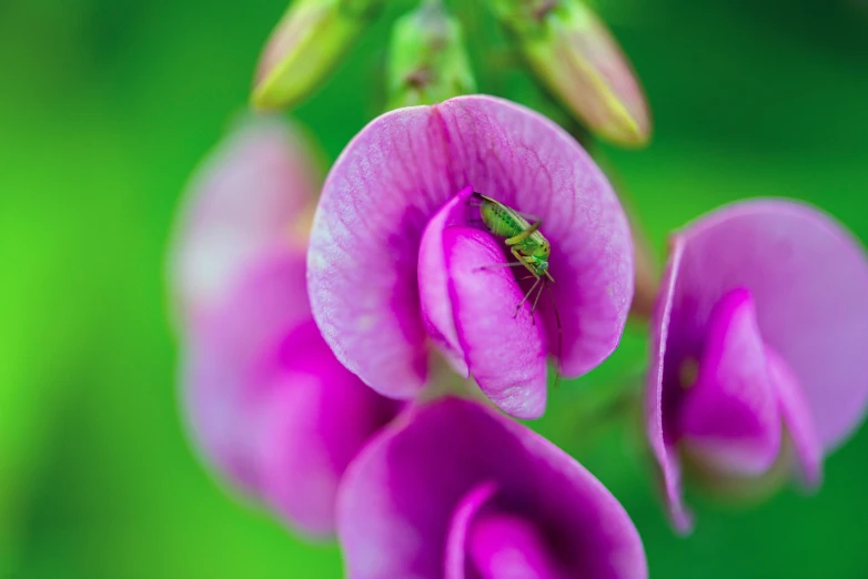 a green bug perched in the center of a purple flower