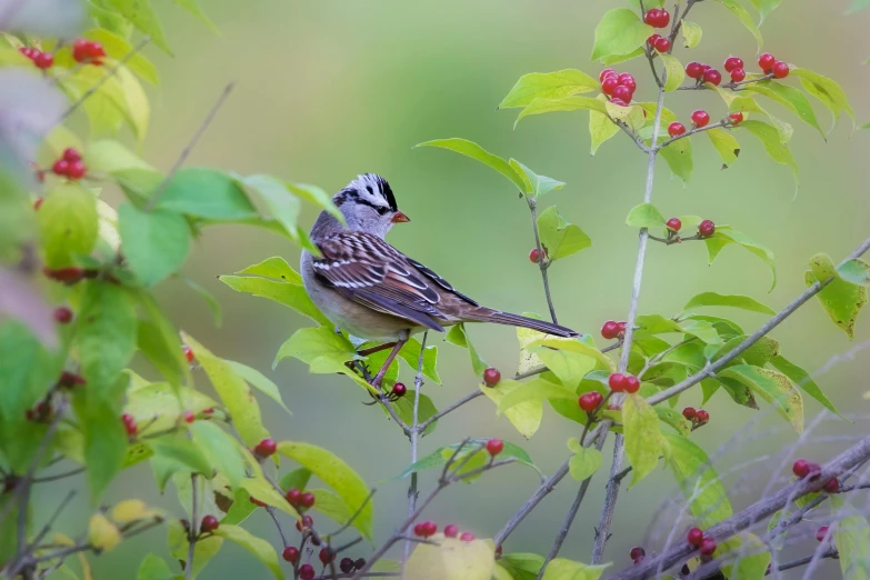 a bird sits on a nch in the wild