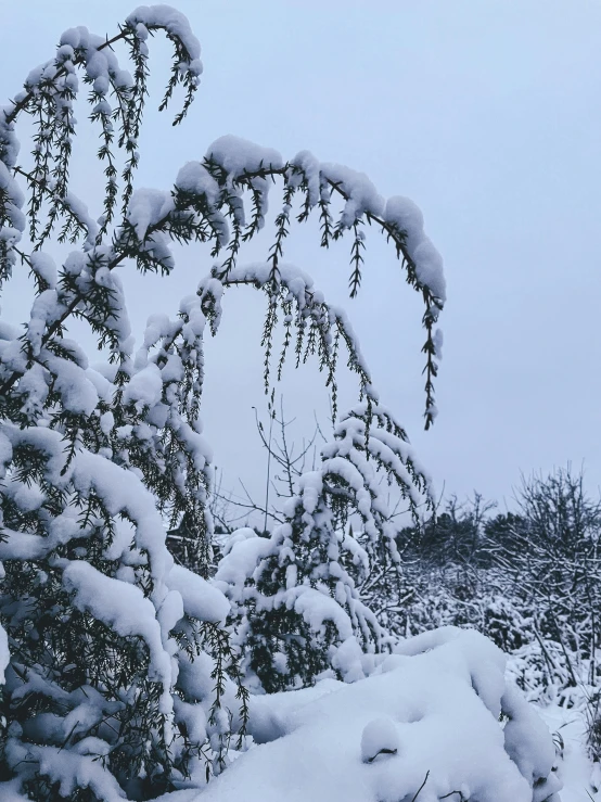 this is a very tall bush covered with snow