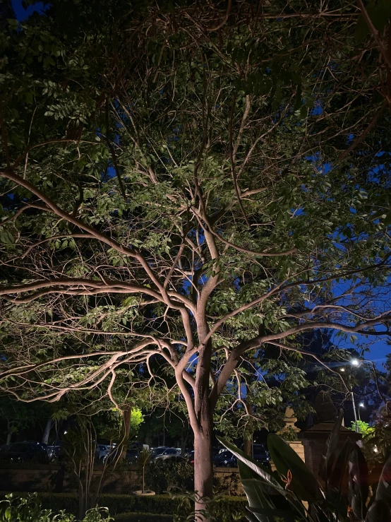 a bench sitting underneath a tree in a park