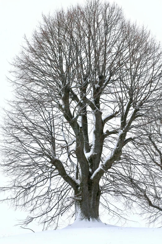 an open field covered with snow and trees