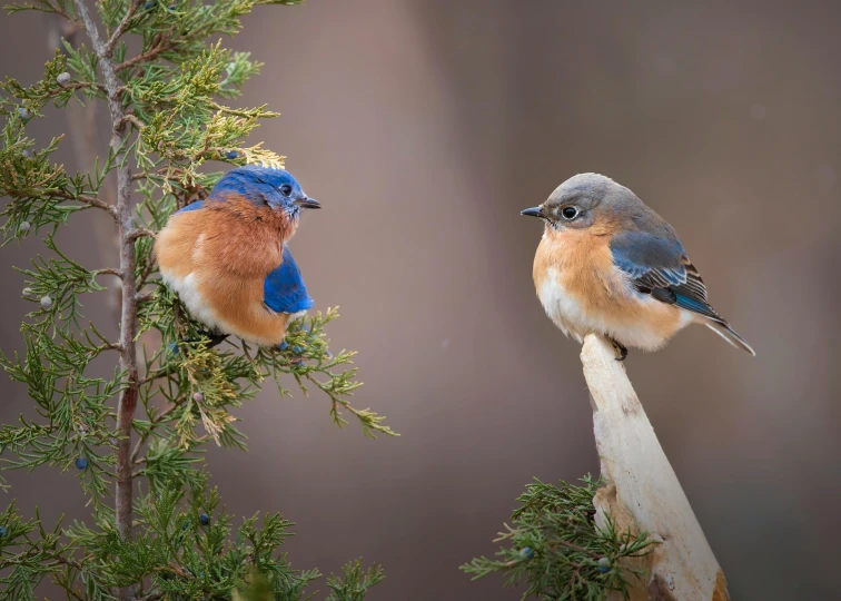 two birds standing on trees and looking at each other