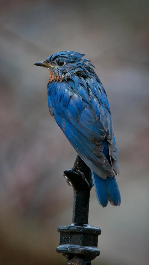 a small blue bird sits on top of the fence