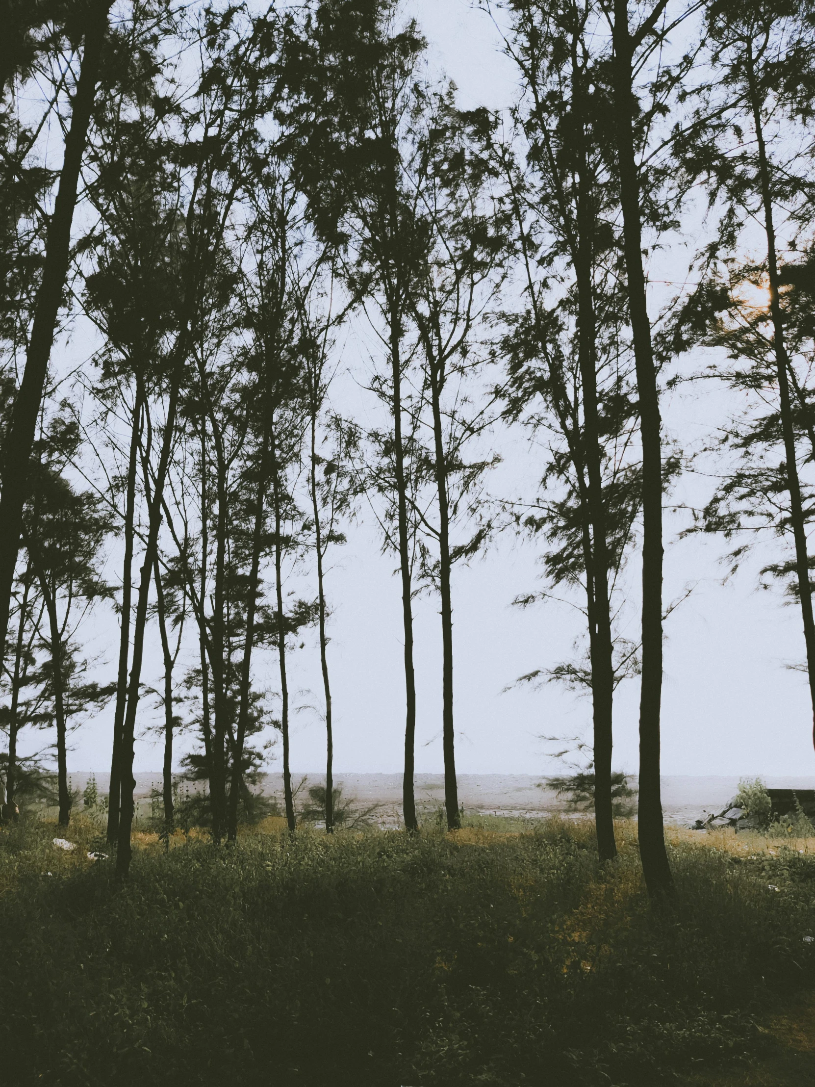 a group of tall trees next to a body of water