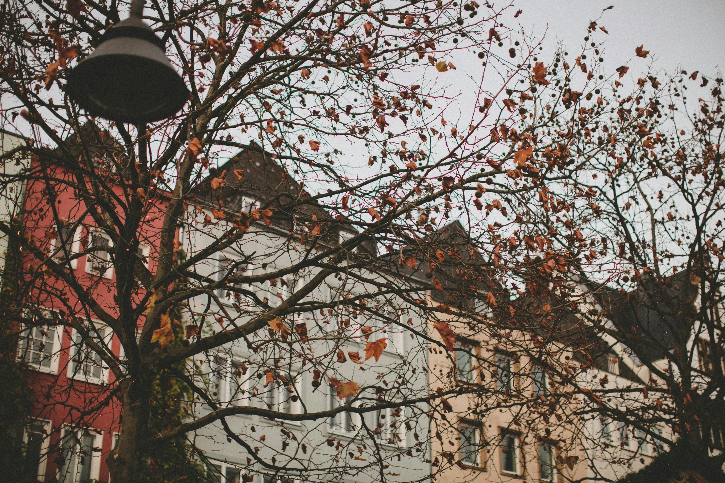 a tree in front of a house on an autumn day