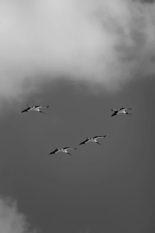 two sky high in the distance of five geese flying in formation