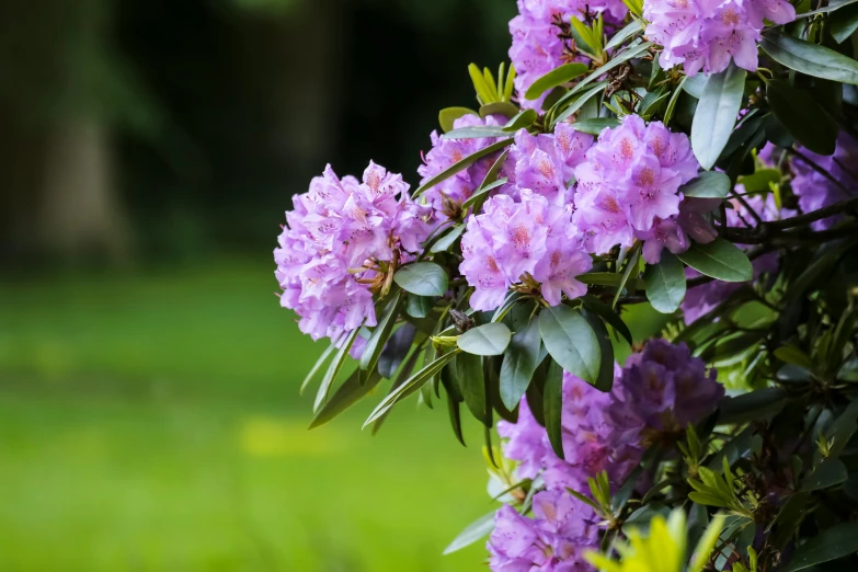 pink flowers that are on a tree outside