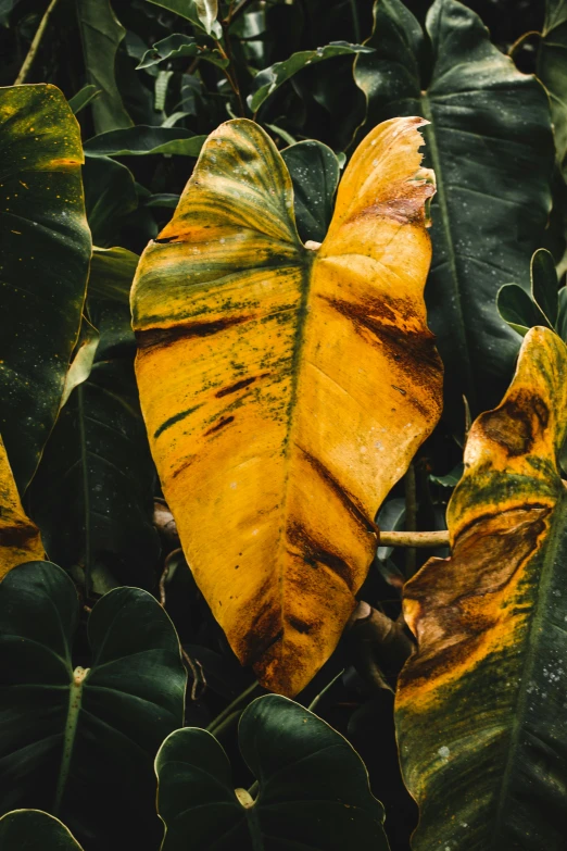 a group of leaves that are on top of a bush