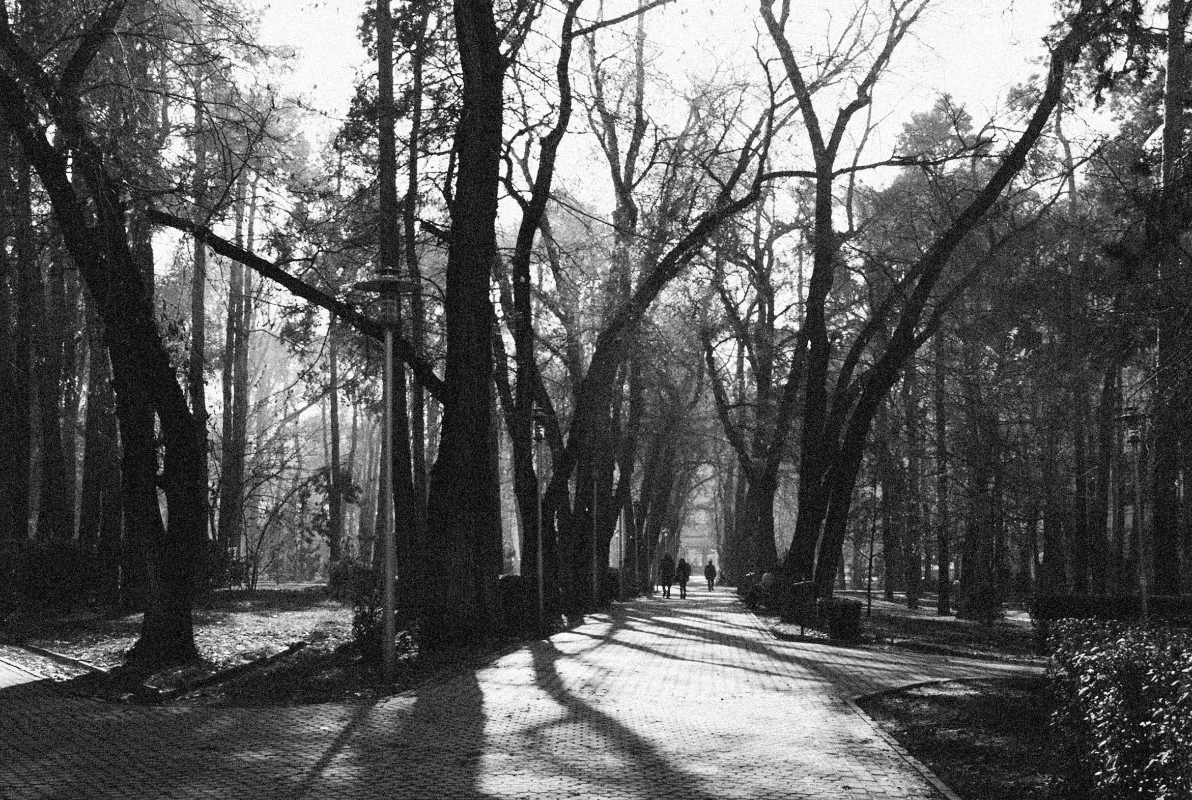 black and white image of trees and pathway