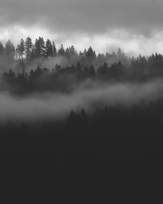 an image of fog and forest trees that are in the sky