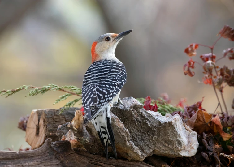 a small bird sits on some rocks in a forest