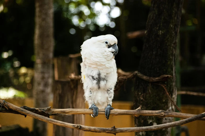 a large white parrot is sitting on a nch