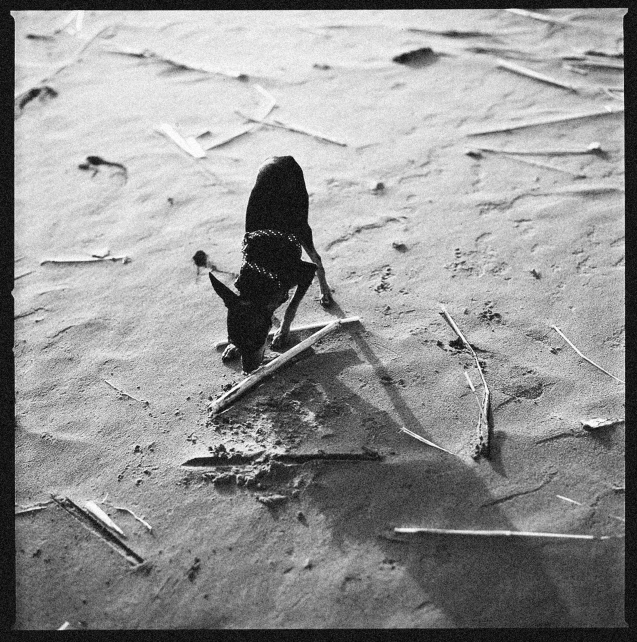 black and white po of a dog in the sand