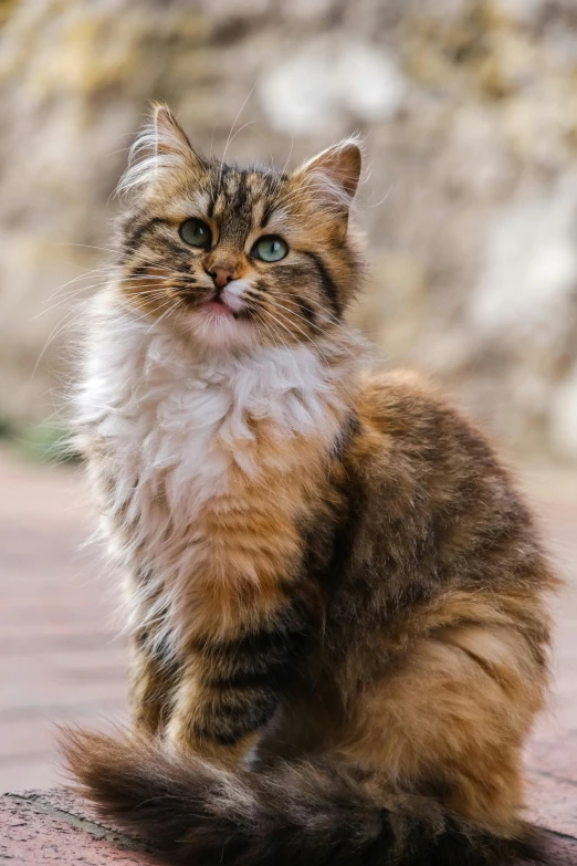 a long haired cat is sitting down and looking up