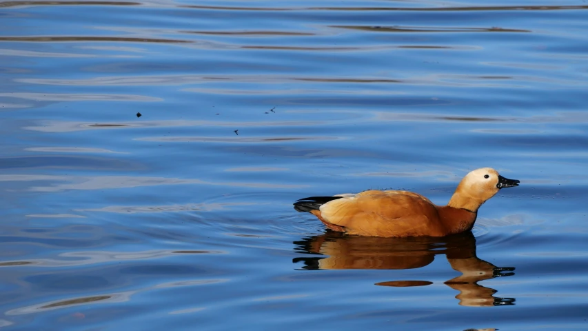 a duck floating on water in the middle of the day