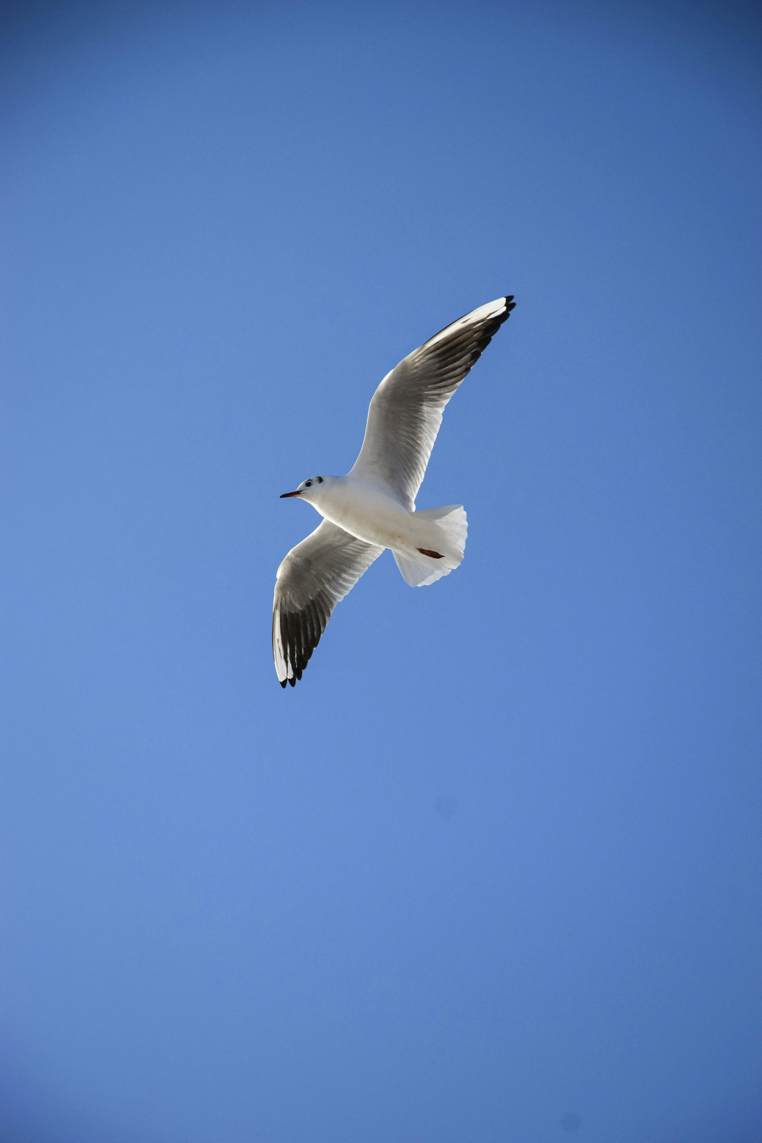 a bird flying up in the blue sky