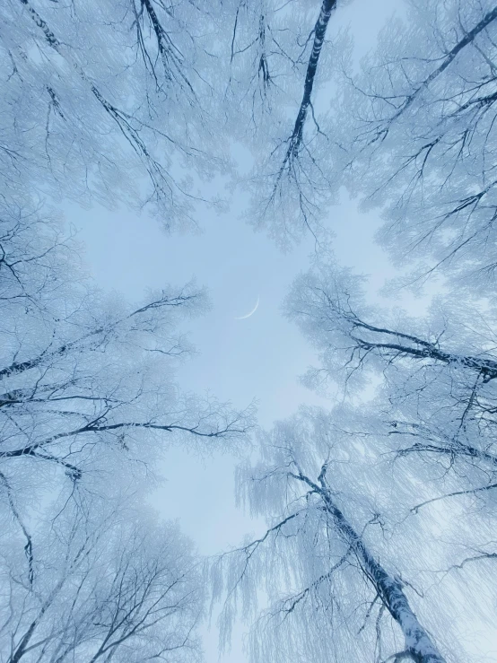 a po of trees looking up at the sky