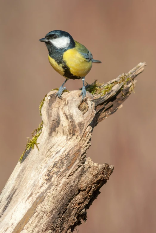 a small bird perched on top of a tree limb