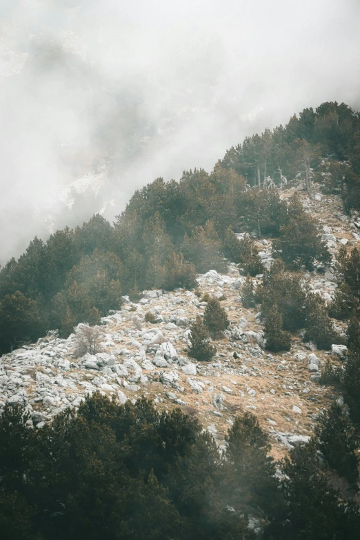 there are small trees growing on the slope