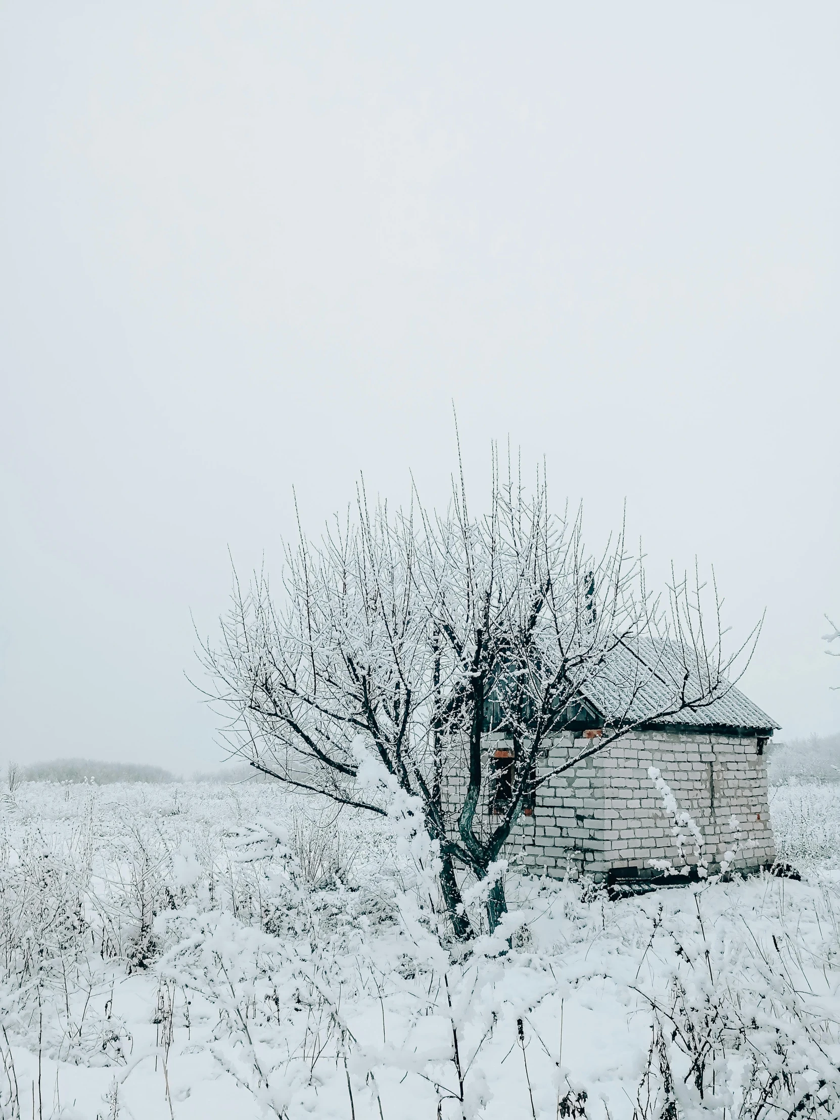 a small tree with snow on the ground and one small building