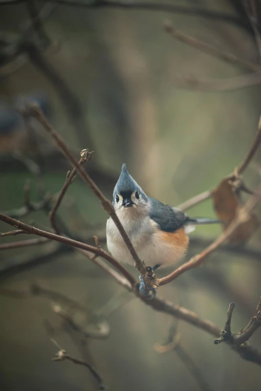 there is a bird perched on the nch