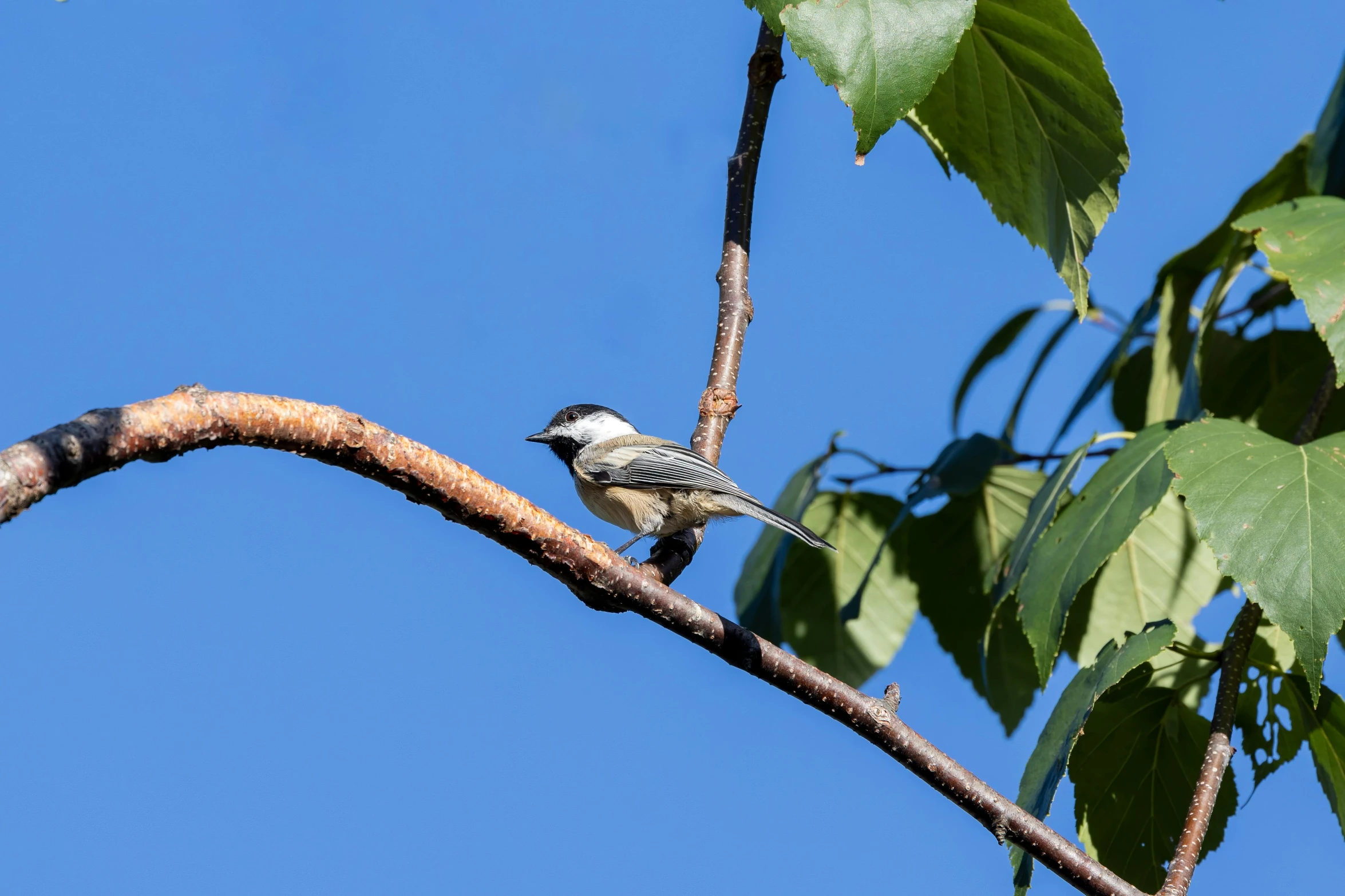 there is a bird sitting on a nch of a tree