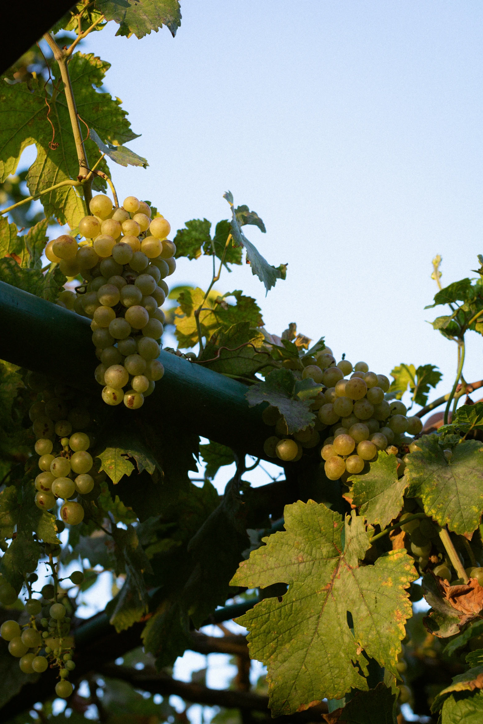 white gs hanging from vines with sky in background