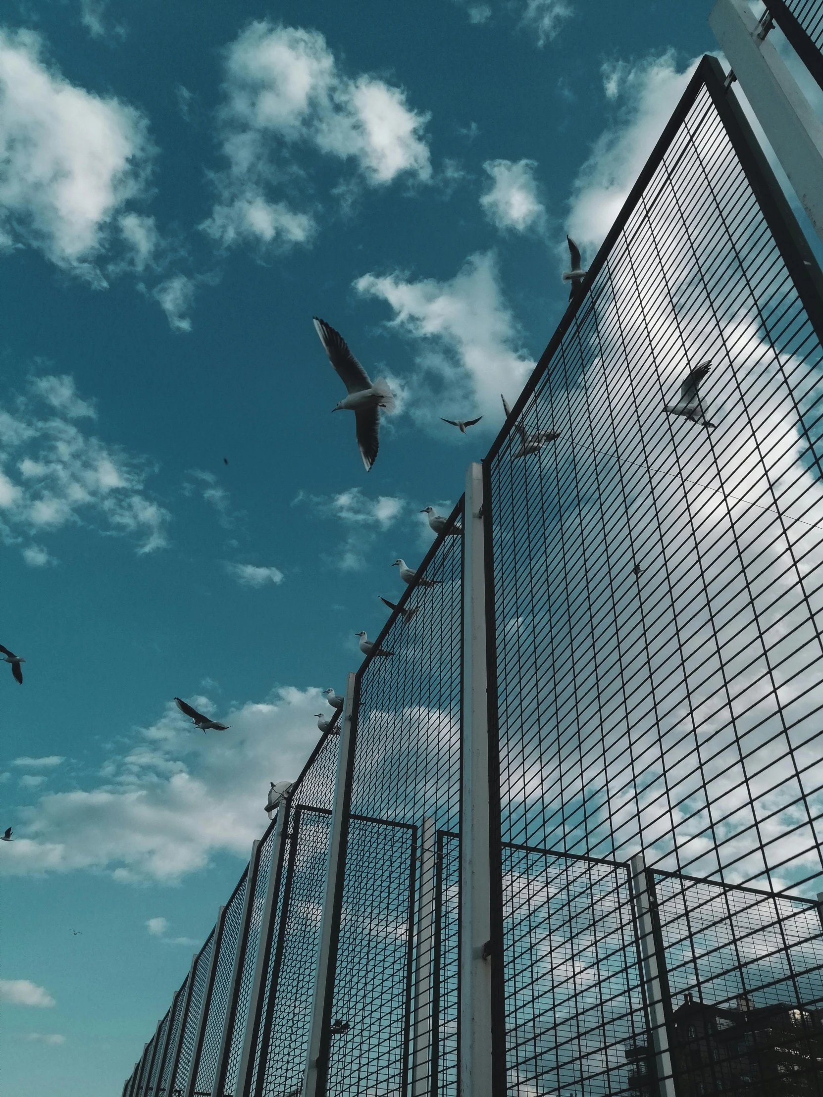 some birds are flying around a tall fence