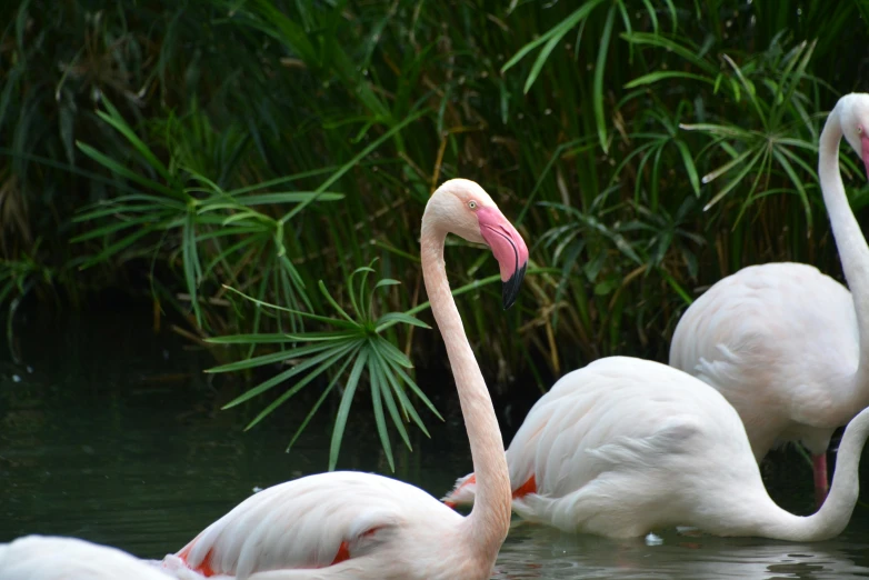 a bunch of flamingos standing in some water