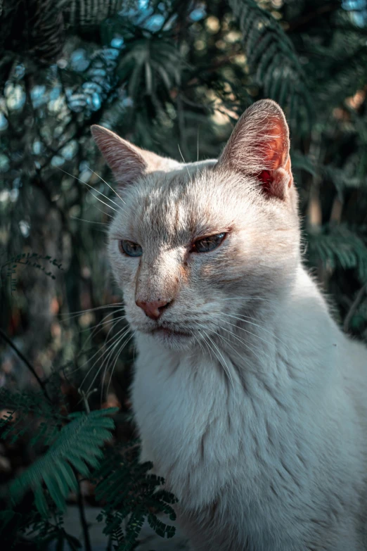 a white cat that is looking up at soing