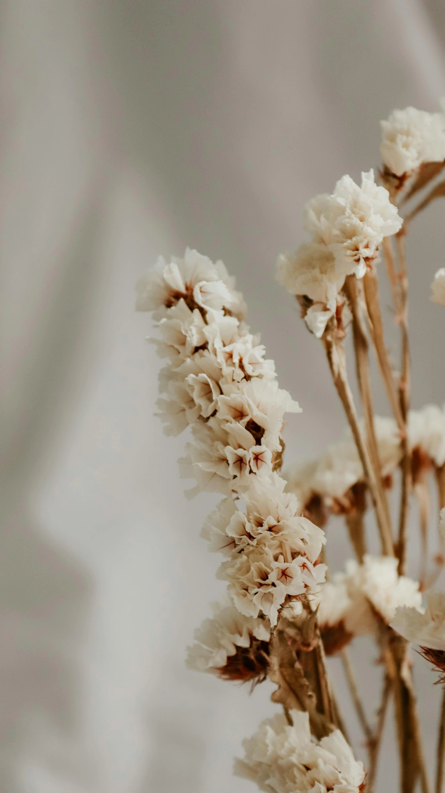 a vase with a lot of white flowers