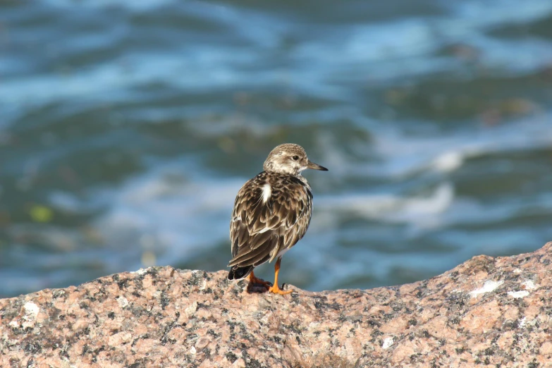 bird on rocky surface near ocean during daytime