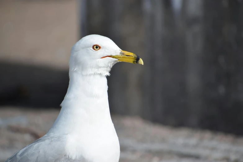 a close - up of a seagull's face and beak