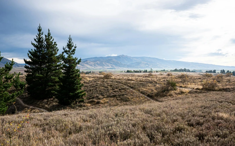 a grassy field with a few trees standing next to it