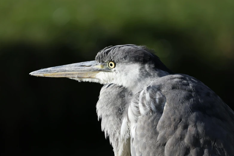 a black and grey bird with a big head