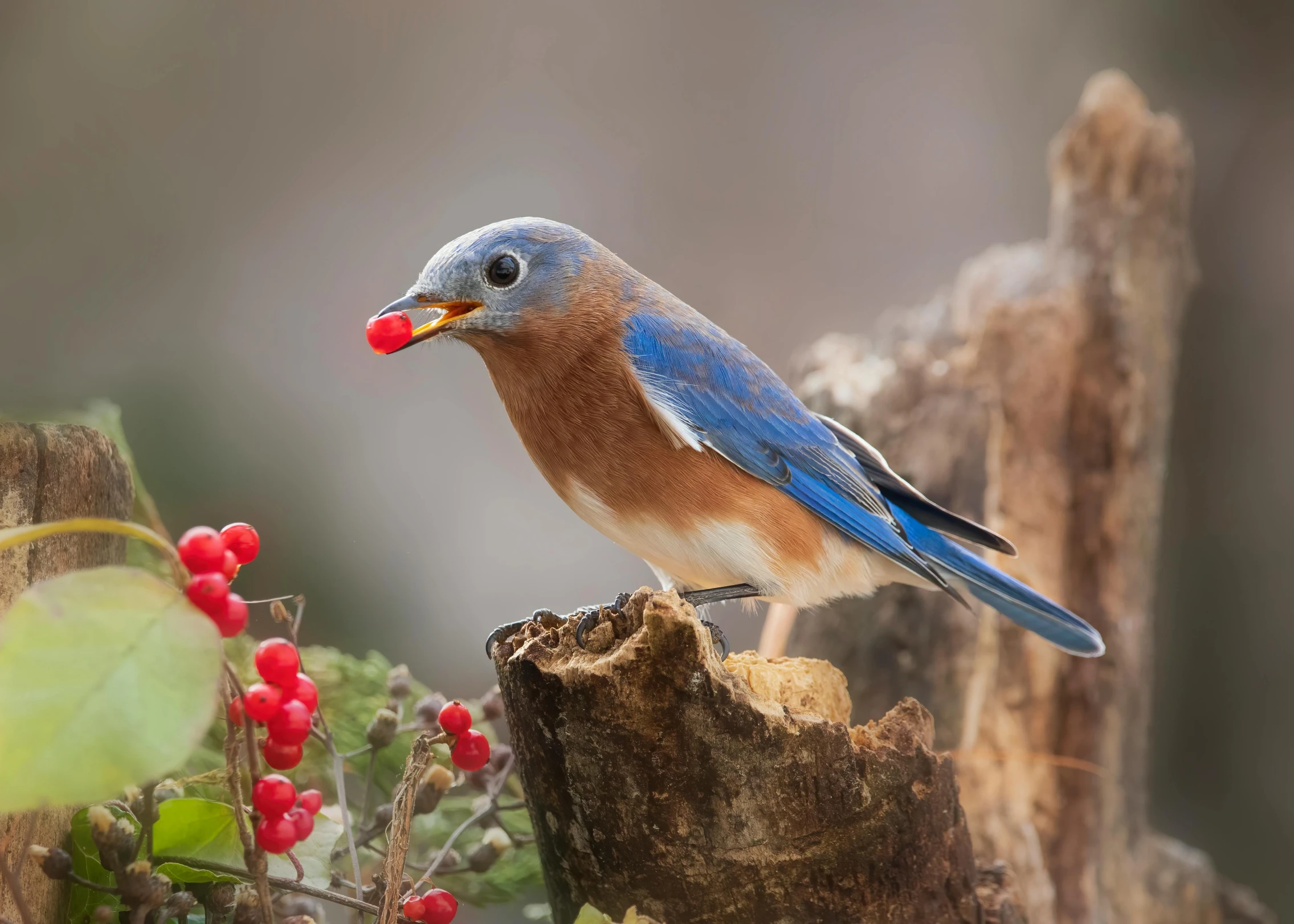 a small blue bird is standing on a log