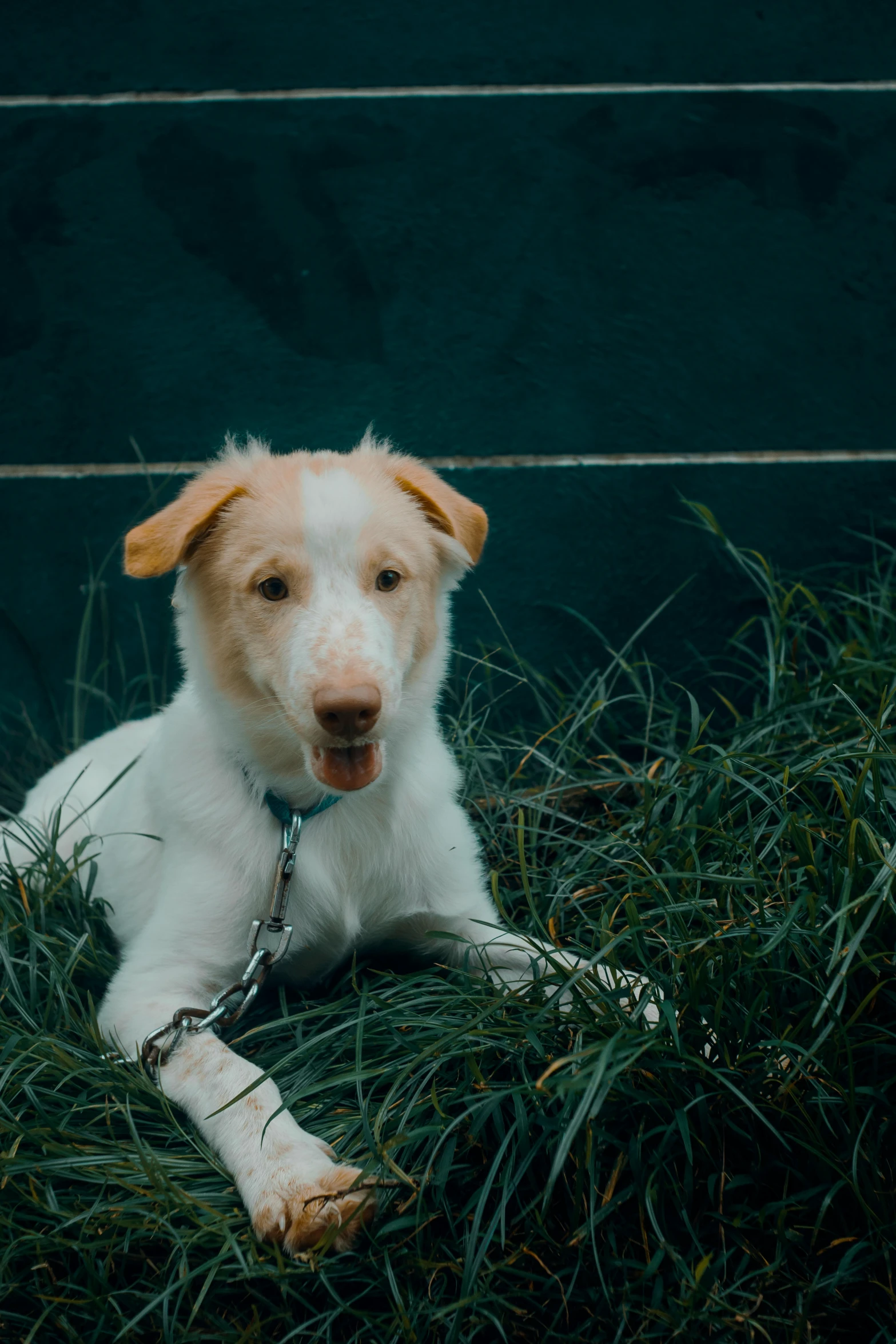 a dog tied up on the ground with grass