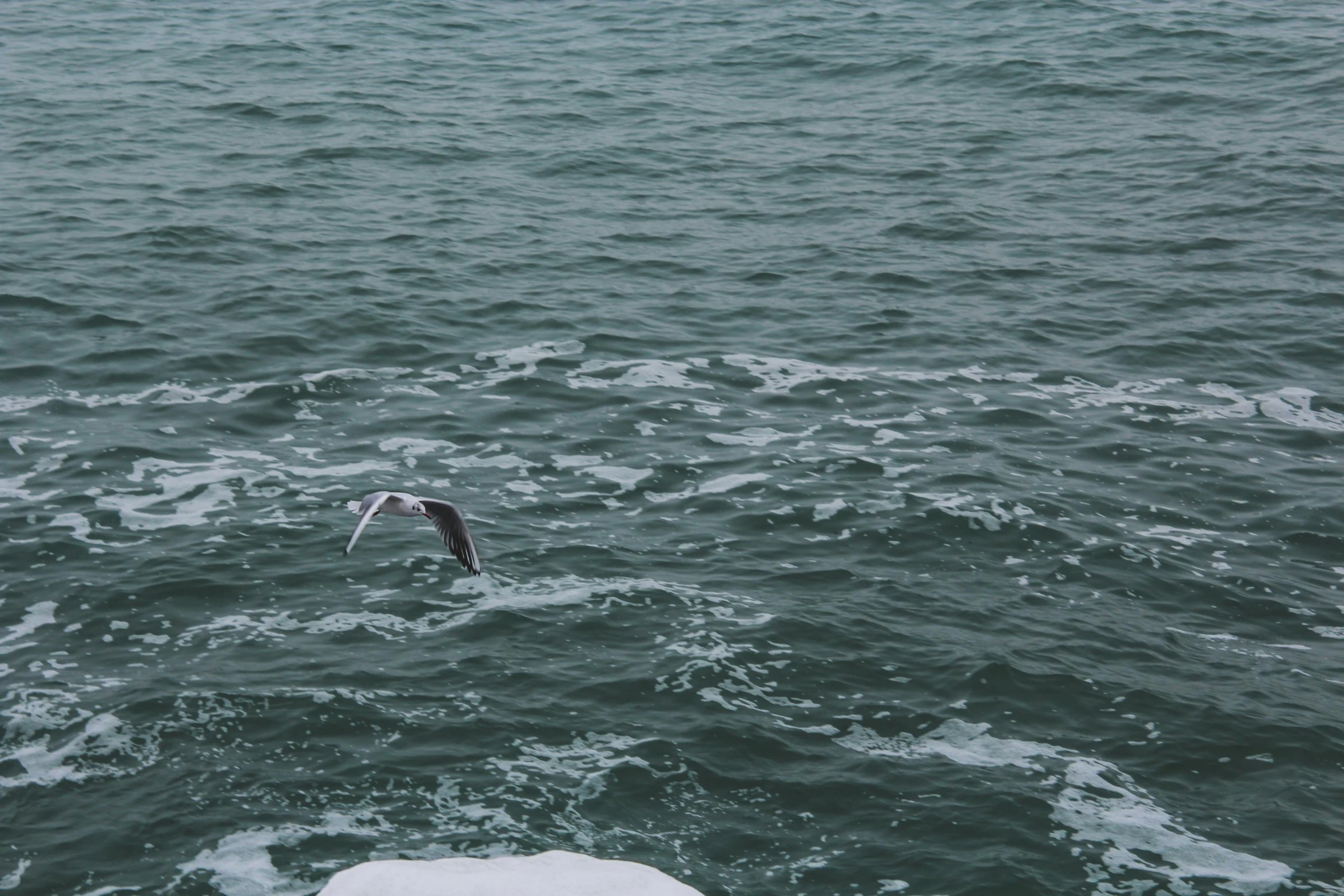 the birds is flying above the choppy water